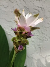 WHITE Siam Tulip 2x PLANT BABIES - Curcuma Alismatifolia - Ginger Summer Tulip