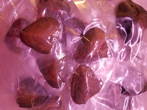 5 ostras envueltas individualmente con perlas ¿hágalo usted mismo perlas Akoya? Lote Pearl Oyster - Imagen 6 de 6