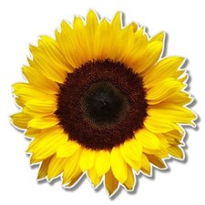Sunflower Car Laptop Phone Vinyl Sticker - SELECT SIZE