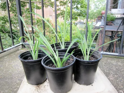 4 Healthy Green Spider Plants Rooted 4" - 8" High (pots not included)