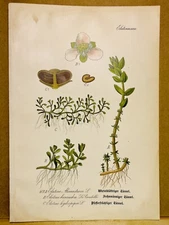 1886 ANTIQUE PICTURES LITHOGRAPH ART PRINT BOTANY FLOWER FLORA NATURE DECO PO...