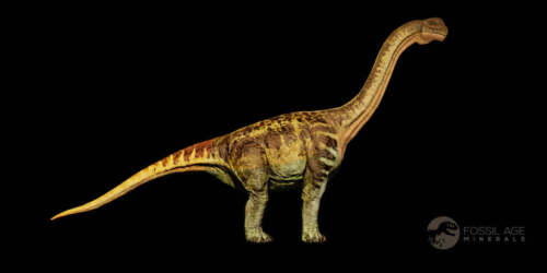 11.4" Camarasaurus Dinosaur Fossil Rib Bone Morrison FM CO Jurassic Age COA - Picture 8 of 11