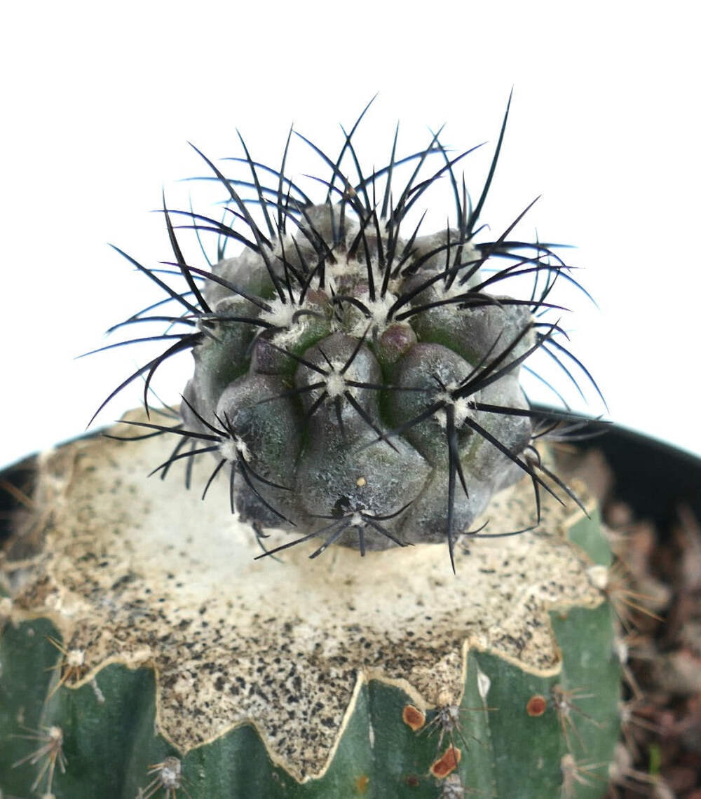Copiapoa griseoviolacea - NO CRESTED CINEREA | eBay