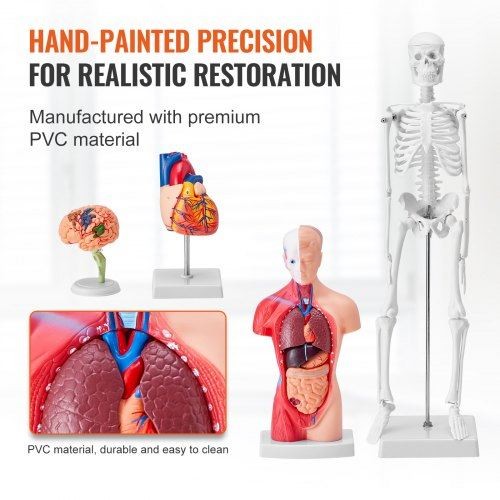Human Anatomy Models Bundle Set Brain Human Torso Body Heart Skeleton - Picture 4 of 10