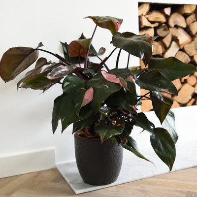 christmas tree original plant Buy Indian Christmas Tree main image 0