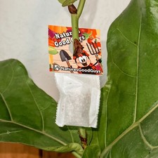 Slow Release Sachets - Neoseiulus californicus - Predatory Spider Mite Control