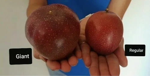 Purple Giant Passionfruit Seeds- RARE - Grower Heirloom Super Sweet Qld - Picture 2 of 3