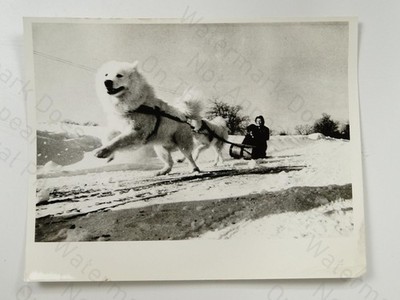 Samojede Hunde ziehen Schlitten Schnee Des Moines Iowa USA Adams Jungen um 1971 AP Foto