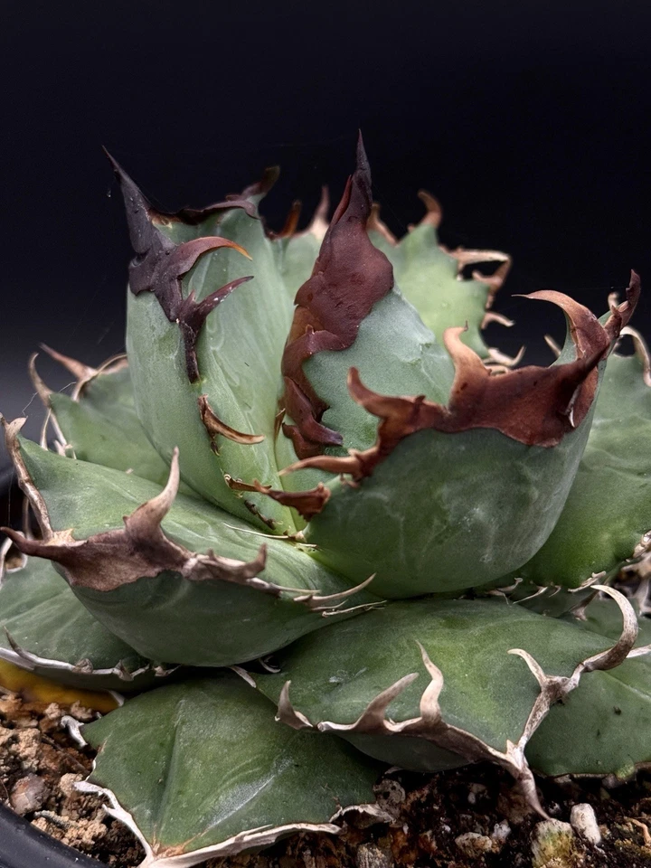 Agave oteroi seedling Grade A specimen Black Spines!/titanota/oaxaca/ariocarpus - Image 2 of 4