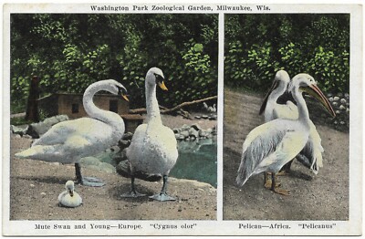 Swans with Young - Washington Park Zoological Garden Wisconsin