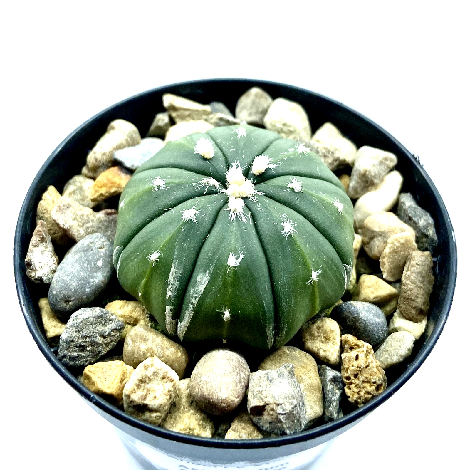Picture 5 of 5