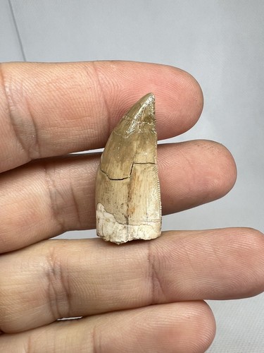 ULTRA RARE CHENANISAURUS Tooth Morocco Dinosaur Dinosaure Fossile Fossili - Picture 7 of 13