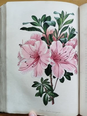 Paxton Magazine of Botany Botanik Pflanzen 48 kolorierte Tafeln Vol. 7 - 1839 - Bild 1 von 4