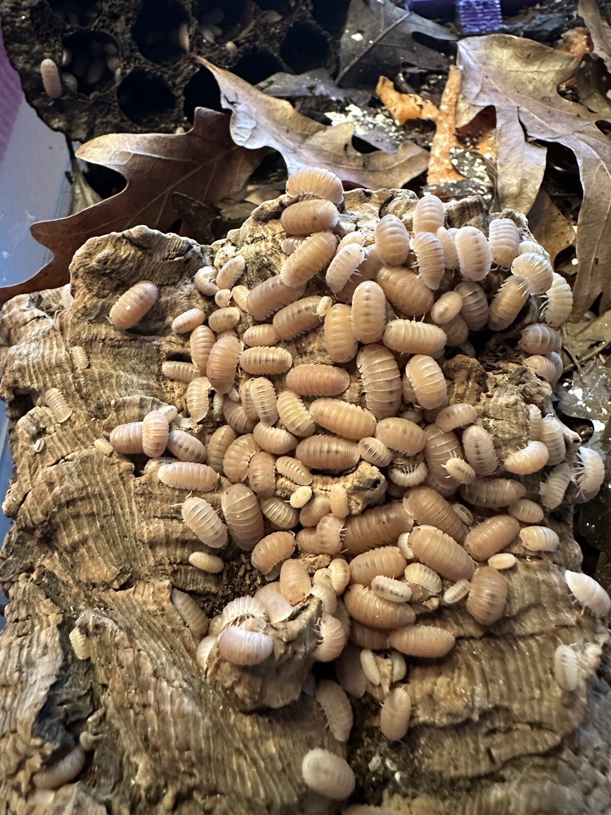 100 Cubaris Papaya Isopods eBay