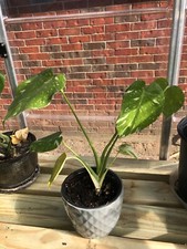 Variegated Monstera Deliciosa Thai Constellation healthy whole plant 6-leaf