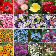 500+ Wildflower Mix - SHORTY LOW GROW - Heirloom - FRESH -- Annual and Perennial
