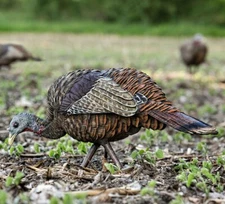 Avian-X LCD Feeder Hen Turkey Hunting Life-Like Decoy, Multi Color #AVX-AVX8007