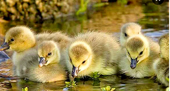 6 FERTILE HATCHING GOOSE EGGS BARNYARD RANDOM MIX POSSIBLE POMERANIAN TOULOUSE + - Image 2 of 4