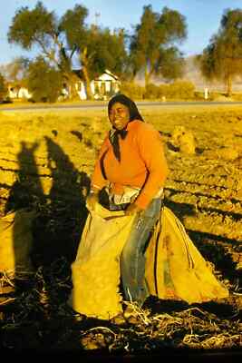 1950s Potato Field Worker Woman Farm Scene Bag 35mm Slide Transparency