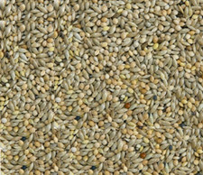 20KG BUDGIE SEED MIX 50/50 Canaryseed and White Millet Bird Food