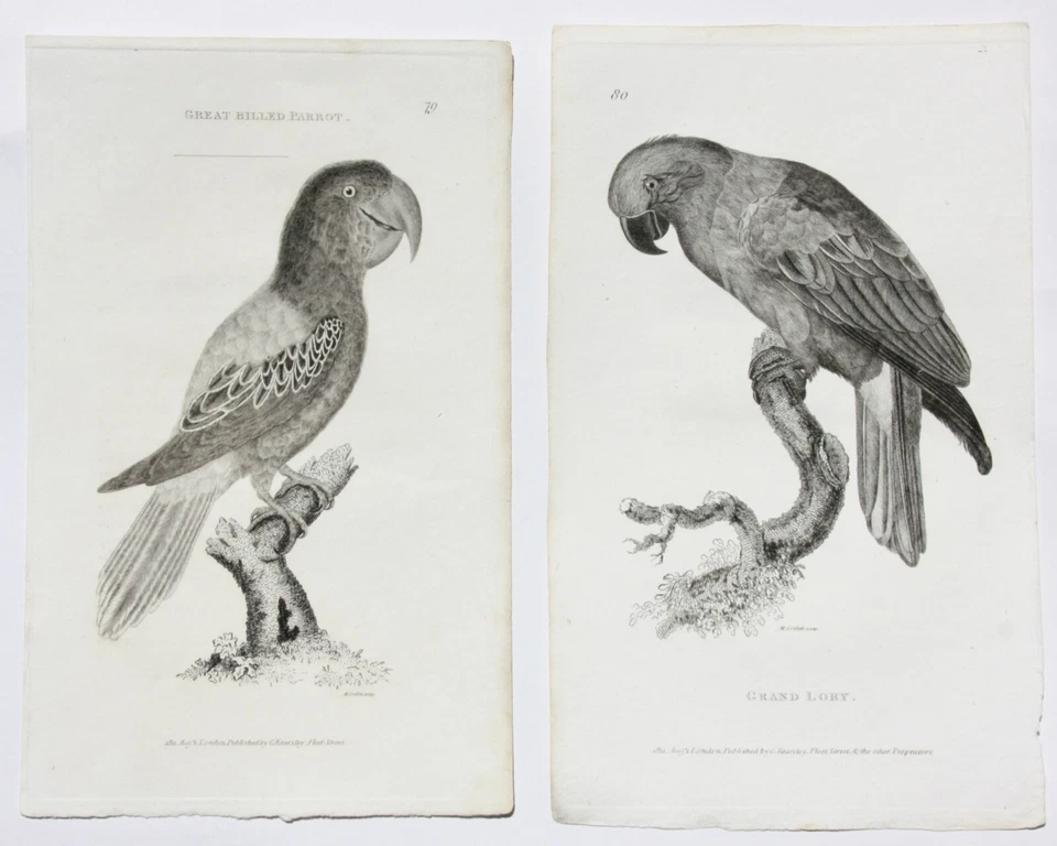 Moses Griffith (1747-1819), Folge von 8 Kupferstichen, Papageien, Parrots, 1811 - Bild 3 von 4