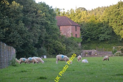 Photo A2 Mid Devon : Grassy Field & Sheep Upton Hellions Sheep grazing i c2016