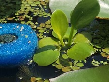 50 Leaves Buy 2 Get 1 FREE Amazon Frogbit LIVE Floating Plants