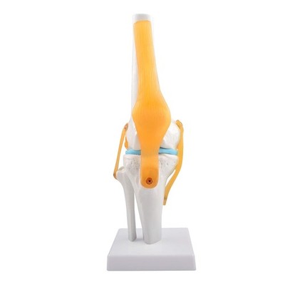 Anatomical Human Knee Joint Model with Ligament Flexible Skeleton Model US STOCK
