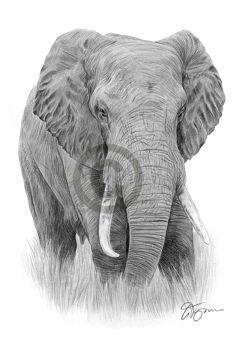 Elephant on sale pencil sketch