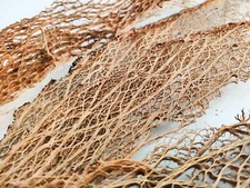 Fibra di fico d'india essiccata scheletro cactus 50cmq - Opuntia ficus indica