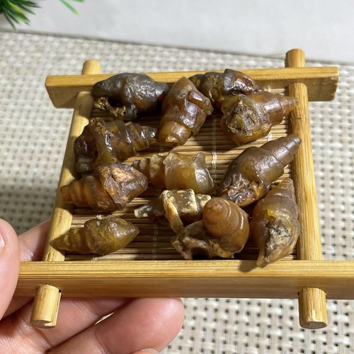 12pc 42g Rare natural rough unpolished conch Ammonite from Morocco - Foto 3 di 8