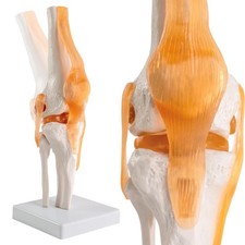 Human Anatomical Knee Joint Model with Ligament, Life Size for Medical Teachi...