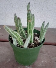 Senecio Stapeliiformis Pickle Plant Ships In A 4" pot. Nice Size Succulent!