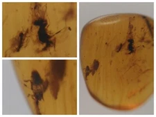 100 MILL. YEARS OLD BURMITE AMBER WITH 2 INSECTS  (ABR10/43)