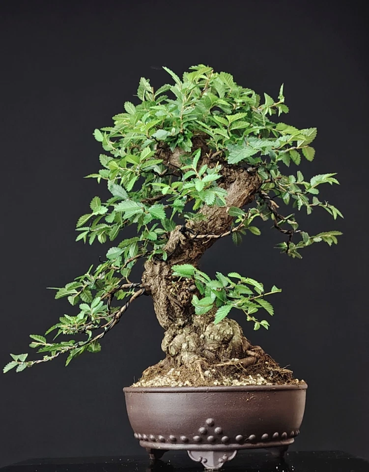 BONSAI Olmo Giapponese, 25 Anni. Japanese Elm, Ulmus Parvifolia, Japanulme - Immagine 2 di 4