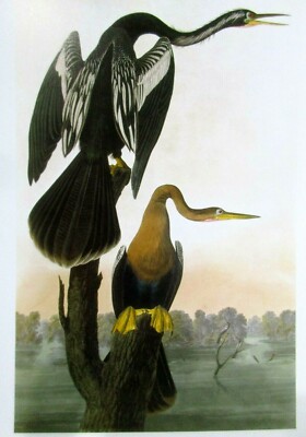John James Audubon Art Postcard - American Anhinga Exotic Birds