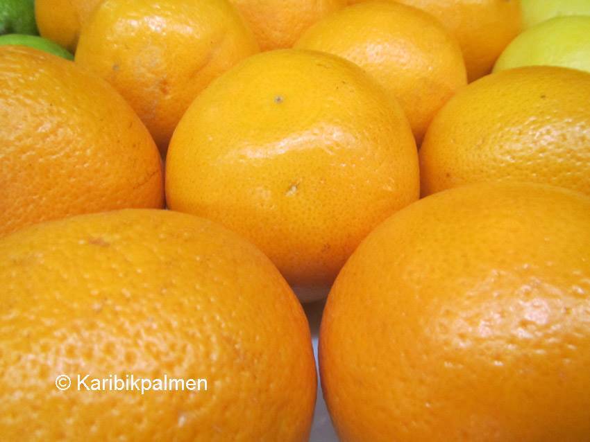 Citrus junos 'YUZU' Mandarine - Pflanze 20-30cm Japanische Zitrone -12°C Frost
