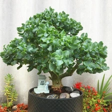 Ripple Wavy Jade Plant Crassula Arborescens undulatifolia Succulent 4+" Branched