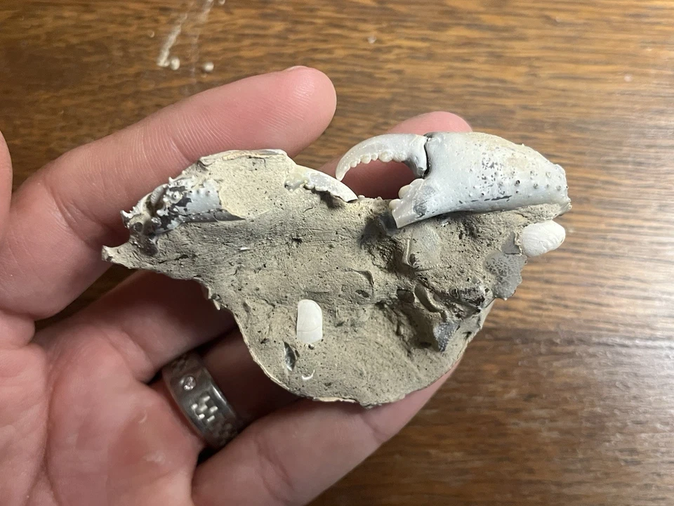 Cretaceous Crab Fossil! - Image 3 of 4