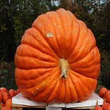 BIG MAX PUMPKIN SEEDS NON~GMO Giant Garden Fruit Squash Vine Plant 1-200+ LBS