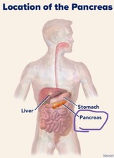 A body part that keep your blood sugar correct, slight damage dosent work right 