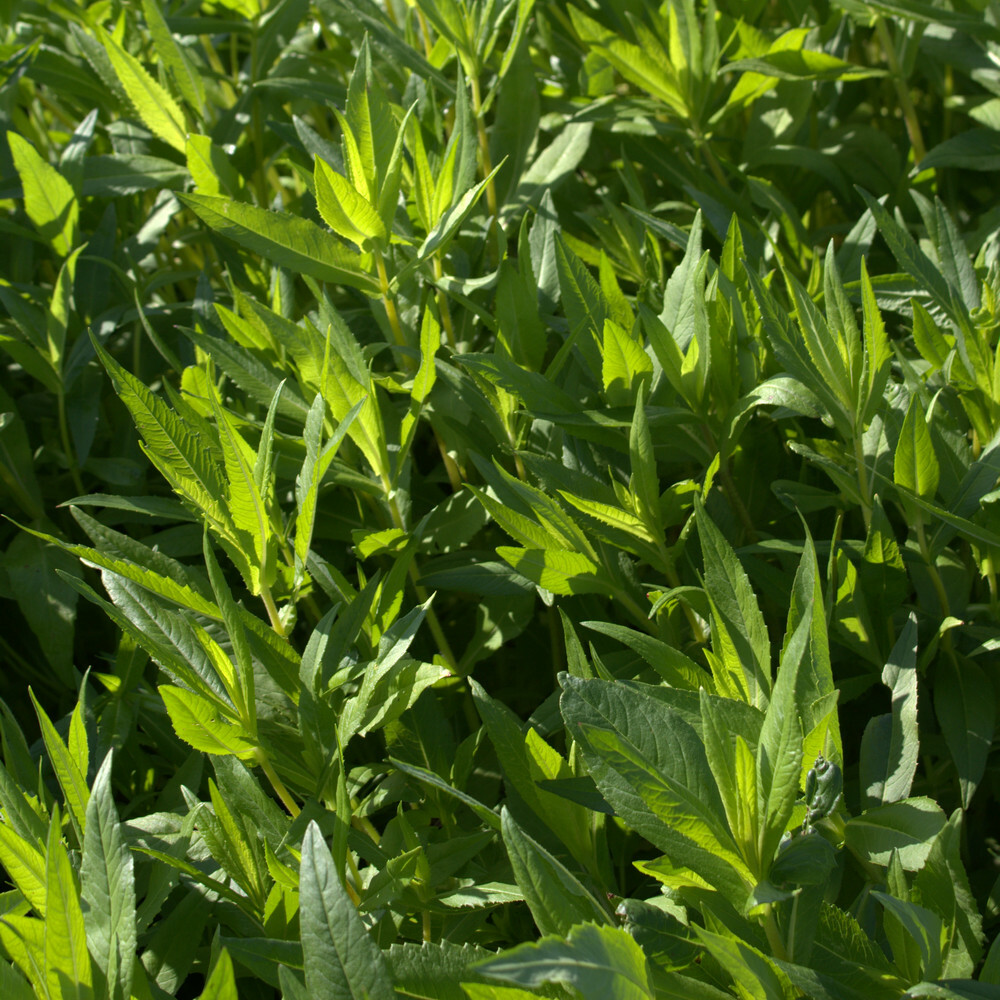 Noug Guizotia d'Abyssinie 10 kg pour protéger et restructurer les sols en automne
