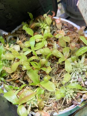 P.elephantotis(アンゴランセ) プラティセリウム・アンゴレンセ（エレファントティス） | tocolier