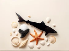 Extinct Tiger Shark Tooth In a Box