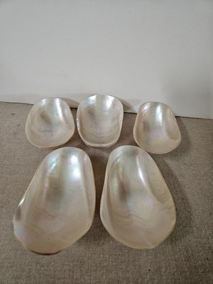 5 Caviar Sea Shells,