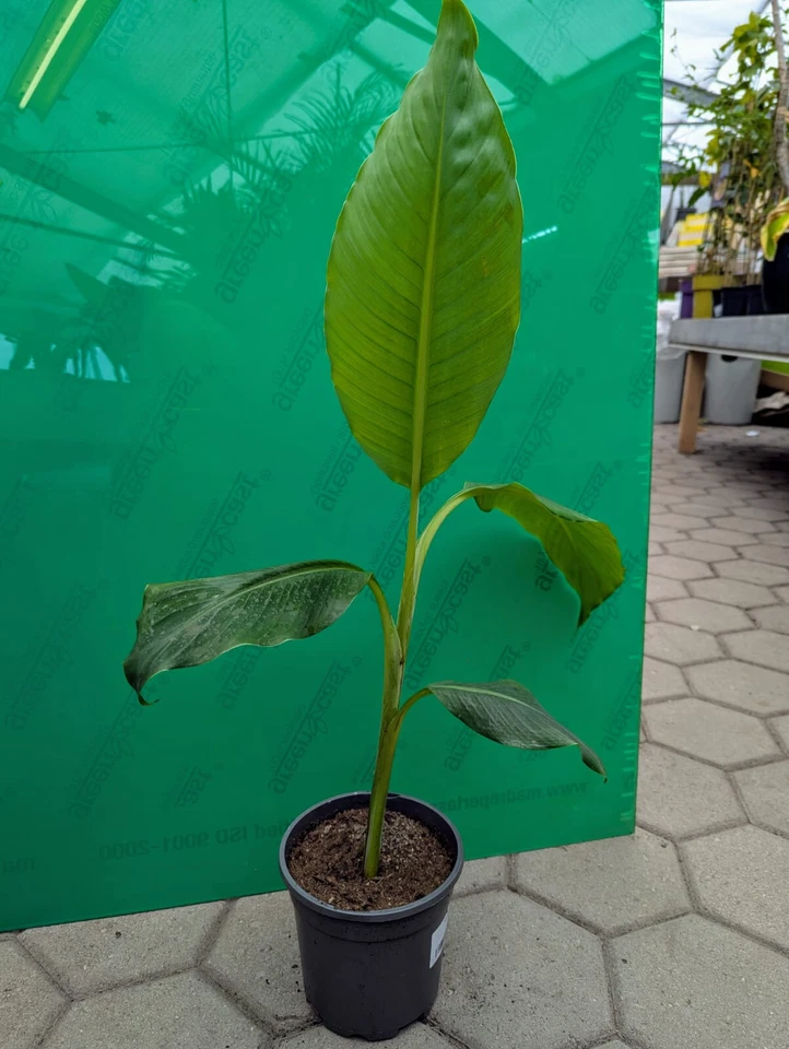 Musa Dajiao 40-60cm Riesenbanane essbare Früchte frosthart Bananenpflanze Palme - Bild 4 von 4