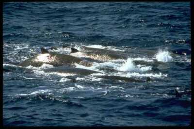 314063 Baird's Beaked Whale A4 Photo Print