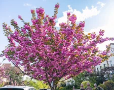 Kwanzan Japanese Cherry Tree – Live Plant in 2.5" Pot (6–12" Tall)