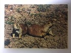 Prairie Dogs Vintage Postcard