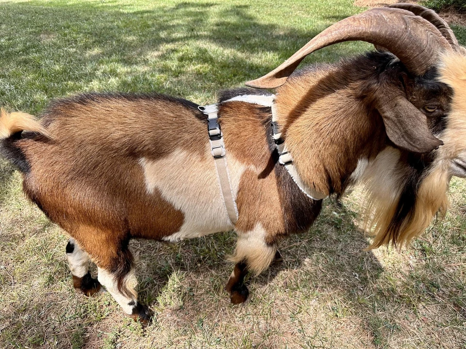 Arnés de cabra oveja | Forrado de vellón | Pequeño a X-grande Foto 2 de 3